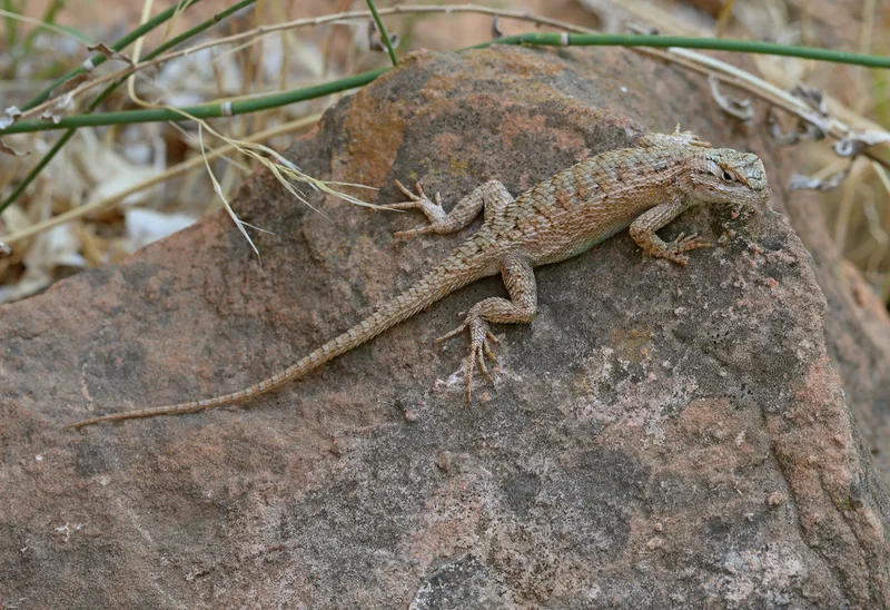 Plateau Fence Lizard