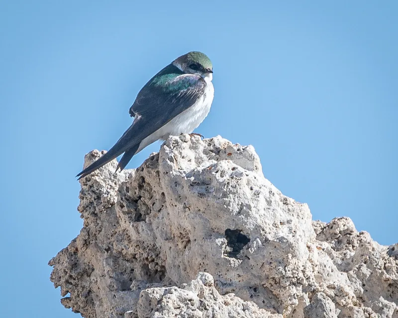 Violet-green Swallow