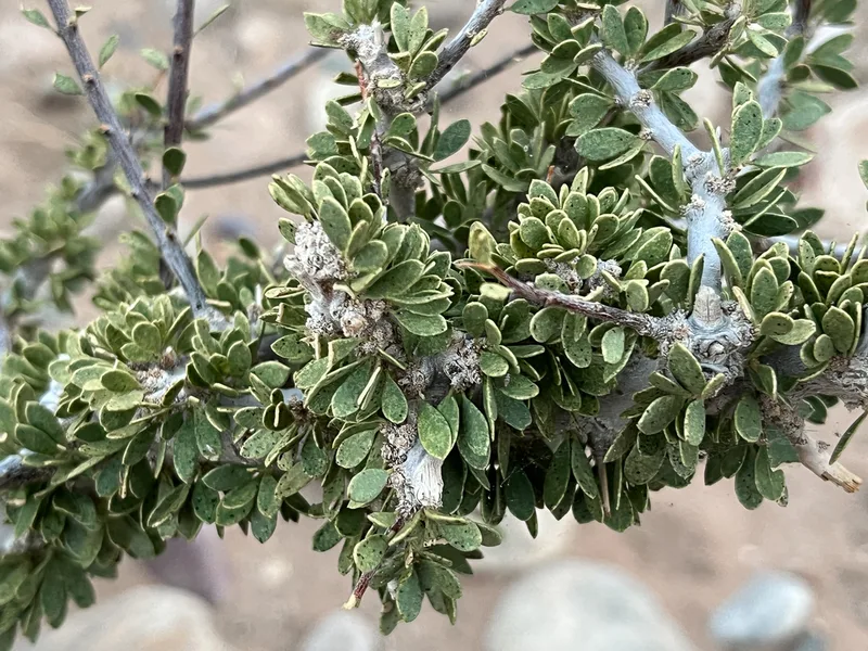 Stink Shepherdstree