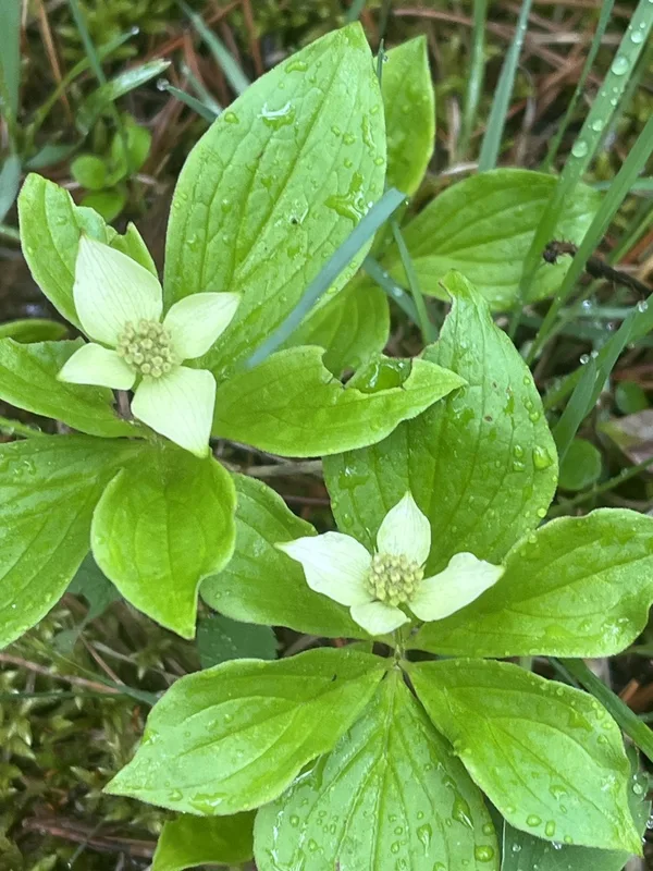 Canadian bunchberry