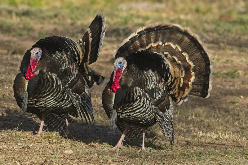 Wild Turkey