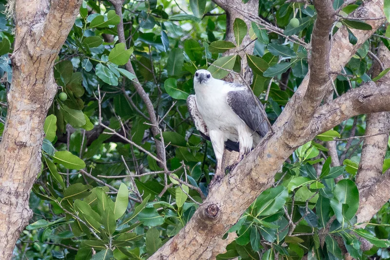 White-bellied Sea-Eagle