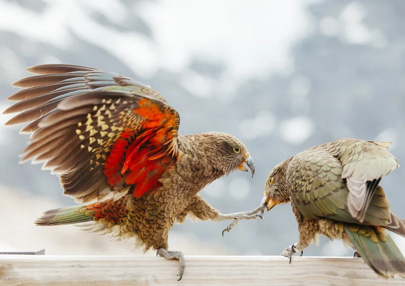 Kea