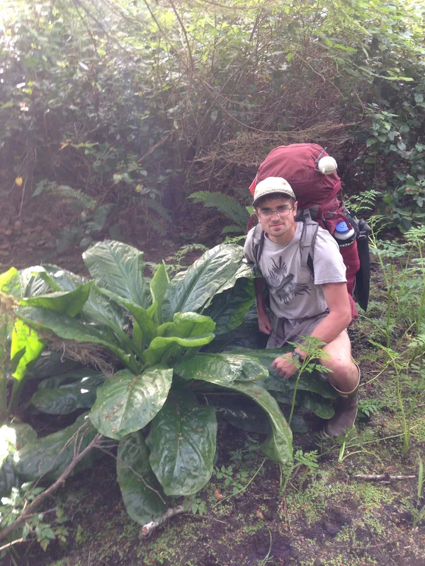 western skunk cabbage