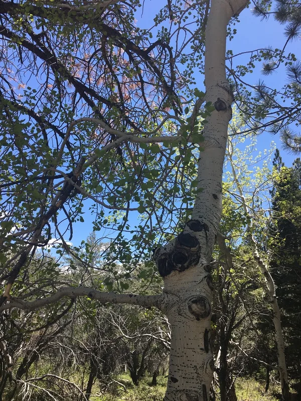 quaking aspen
