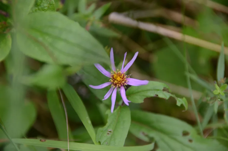 Siberian Aster