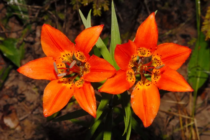 Wood Lily