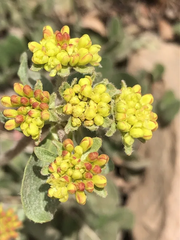 sulfur buckwheat
