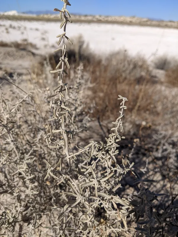 Fourwing Saltbush
