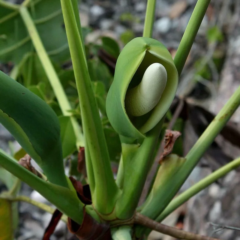Thaumatophyllum saxicola