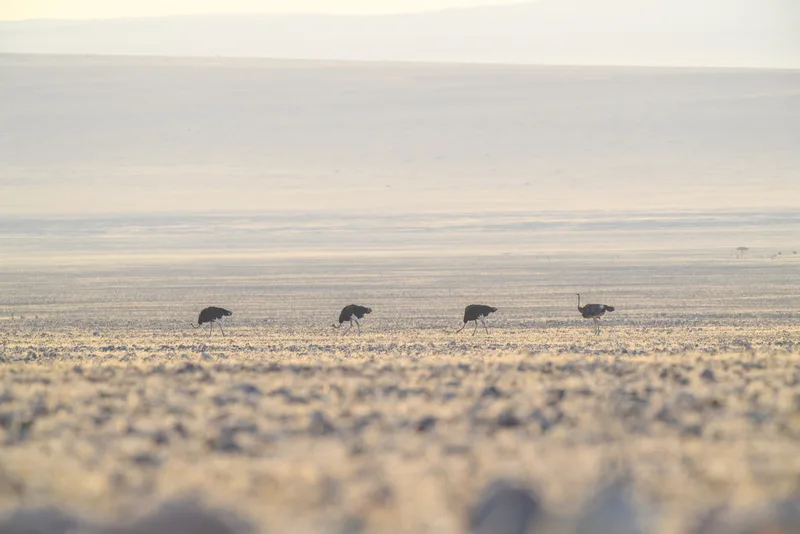 Common Ostrich