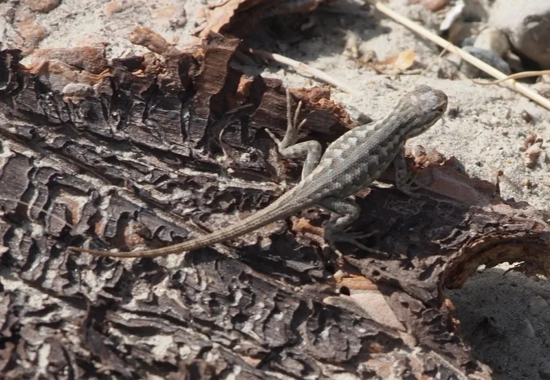 Common Sagebrush Lizard