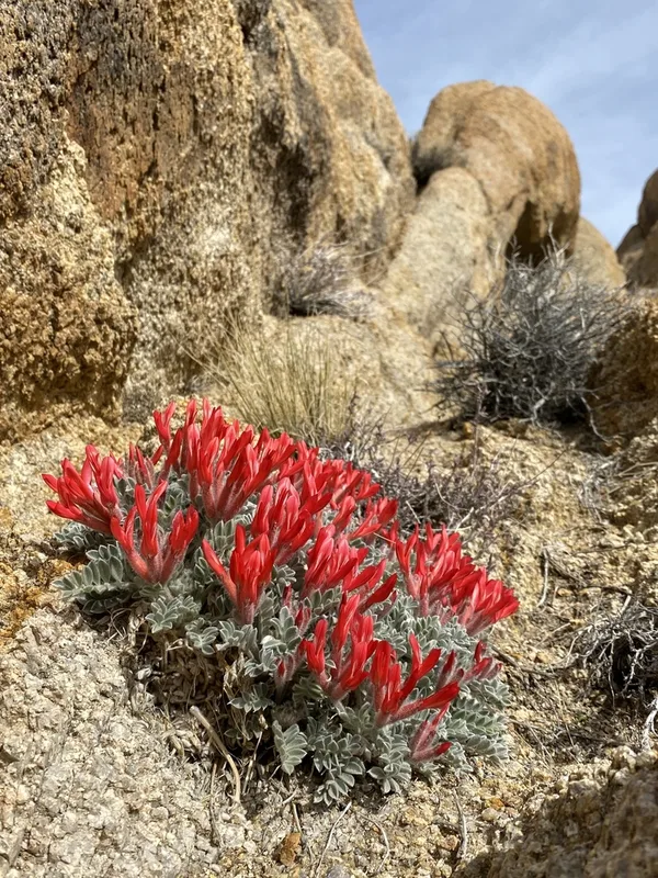 Scarlet Milkvetch