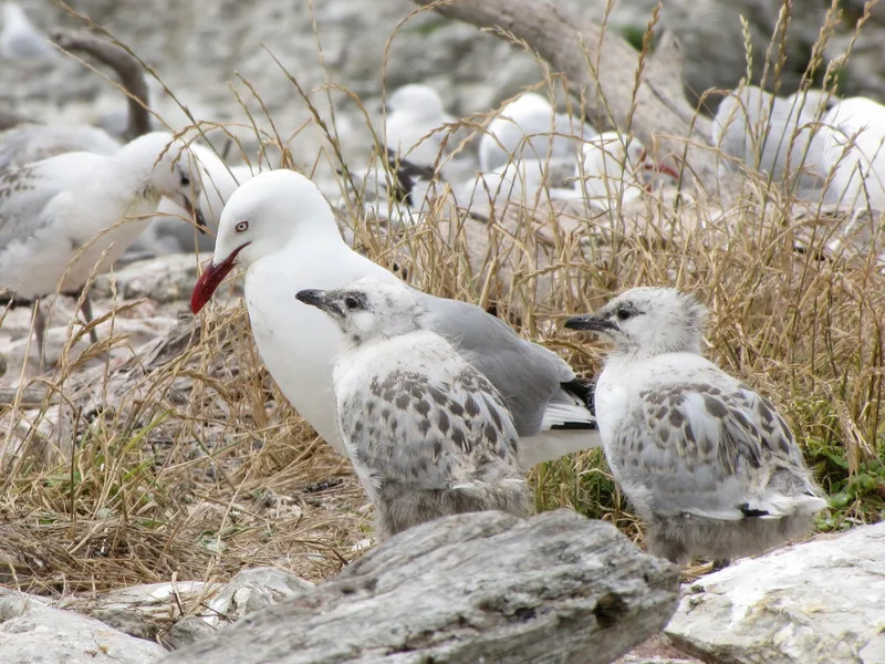 Silver Gull