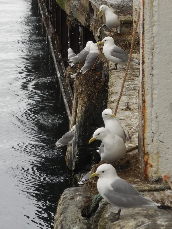 Black-legged Kittiwake