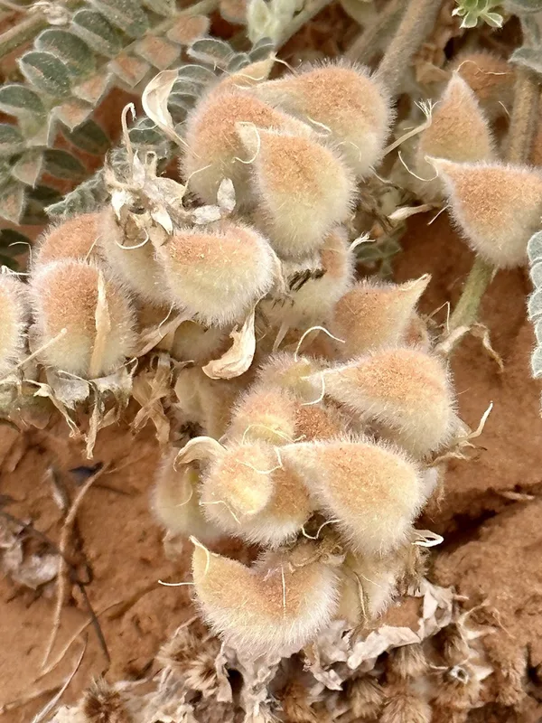 Woolly Locoweed