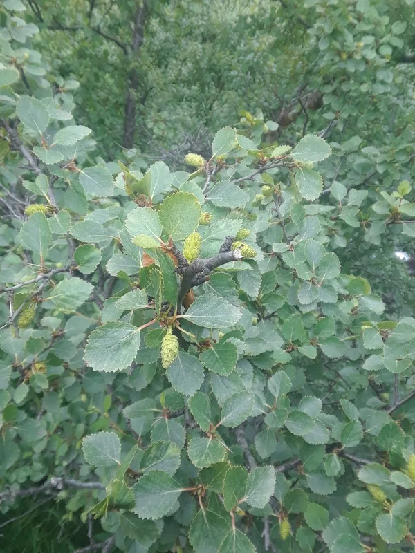 Downy Birch
