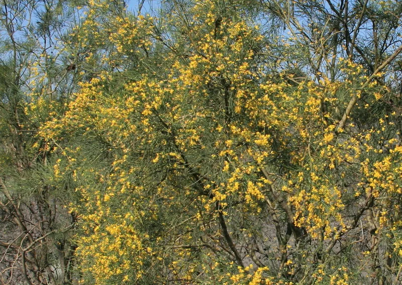 Mount Etna Broom