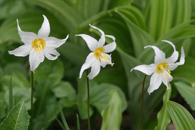 Avalanche lily