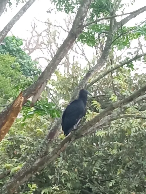 Black Vulture