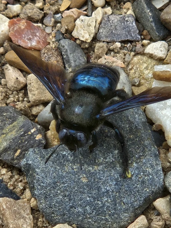 Western Carpenter Bee