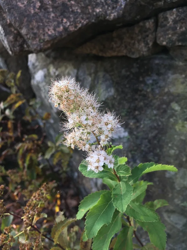 white meadowsweet