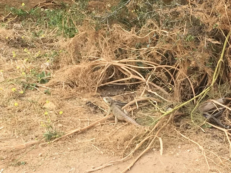 Egyptian Rock Agama