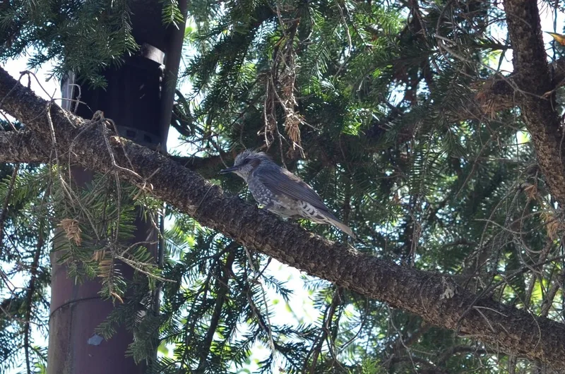 Brown-eared Bulbul