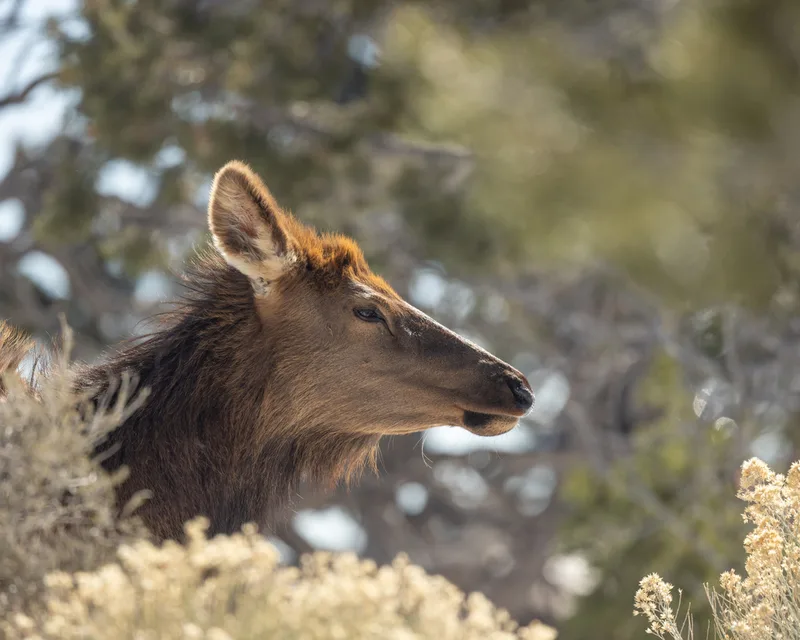Elk