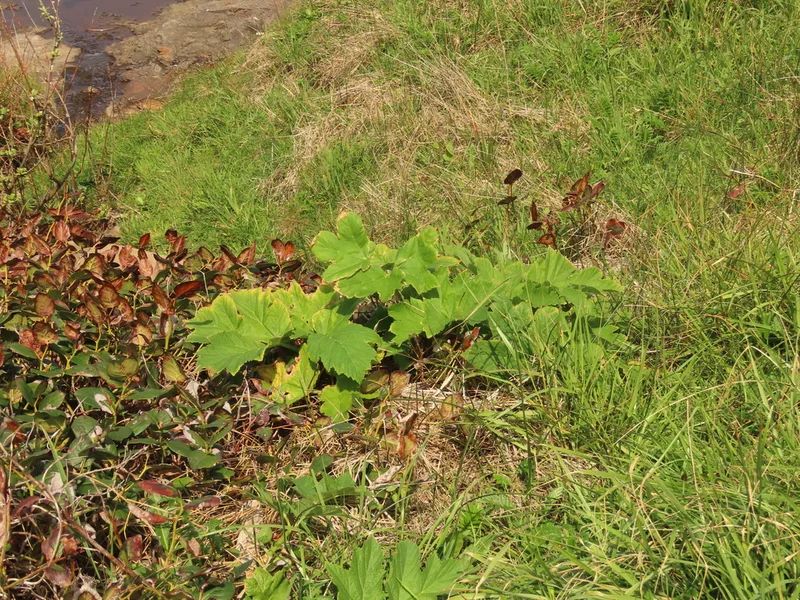 common cowparsnip