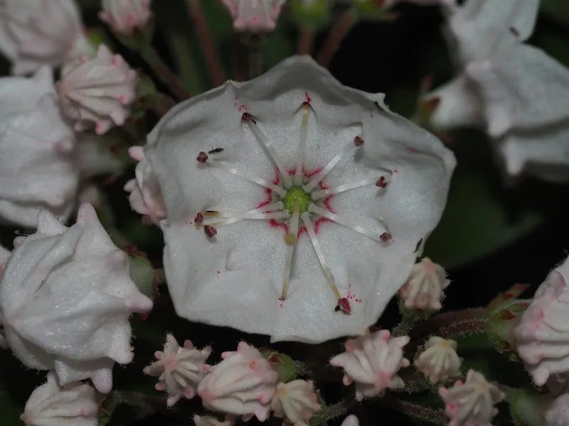 mountain laurel