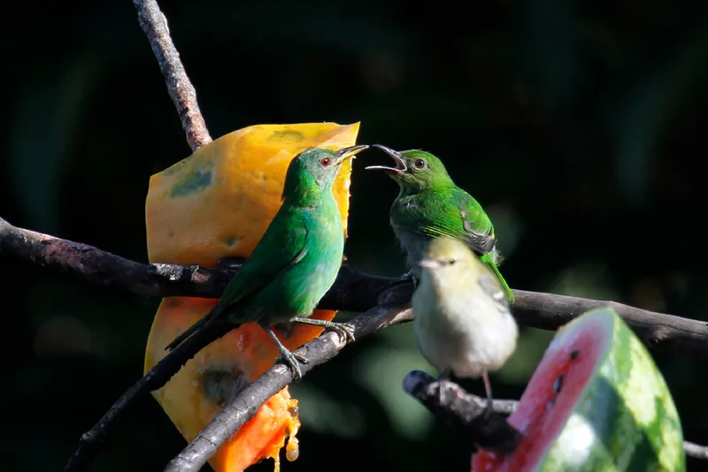 Green Honeycreeper