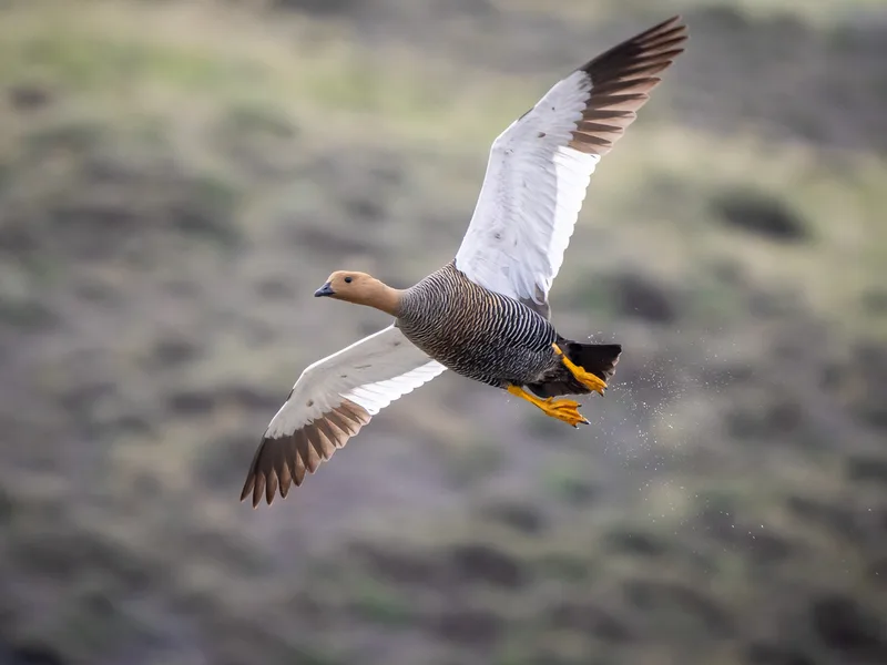 Upland Goose