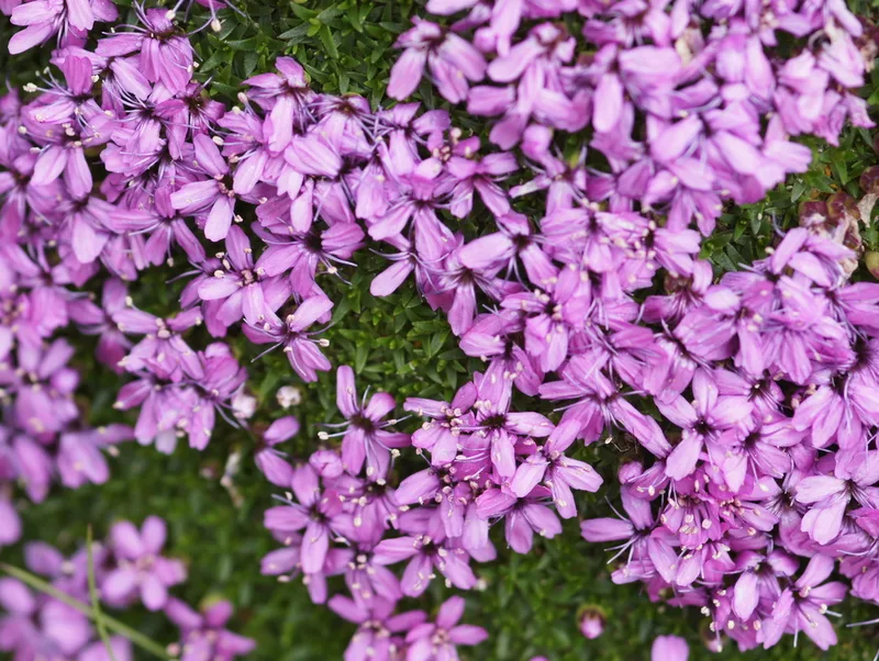 Moss Campion