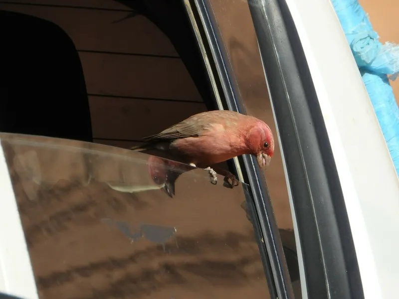 Sinai Rosefinch