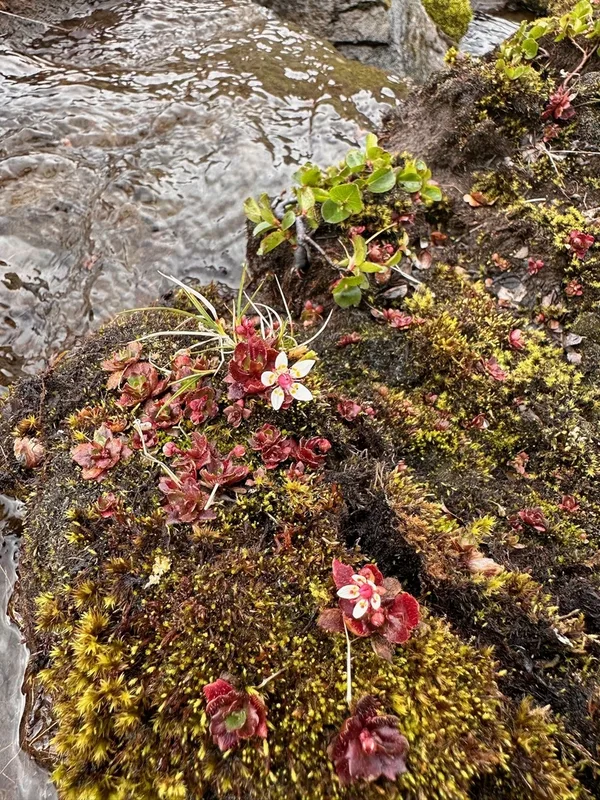 Hairy Kidney-wort