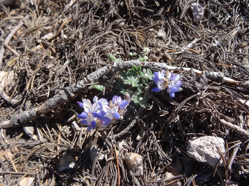Dwarf Lupine
