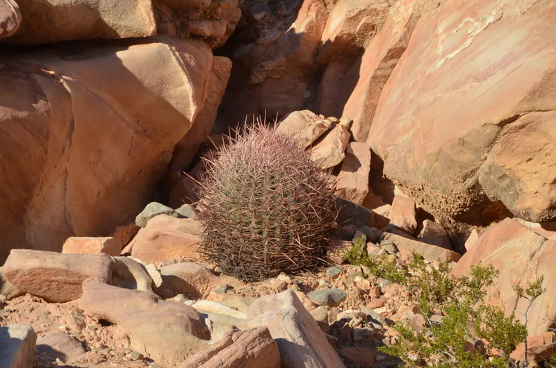 California Barrel Cactus