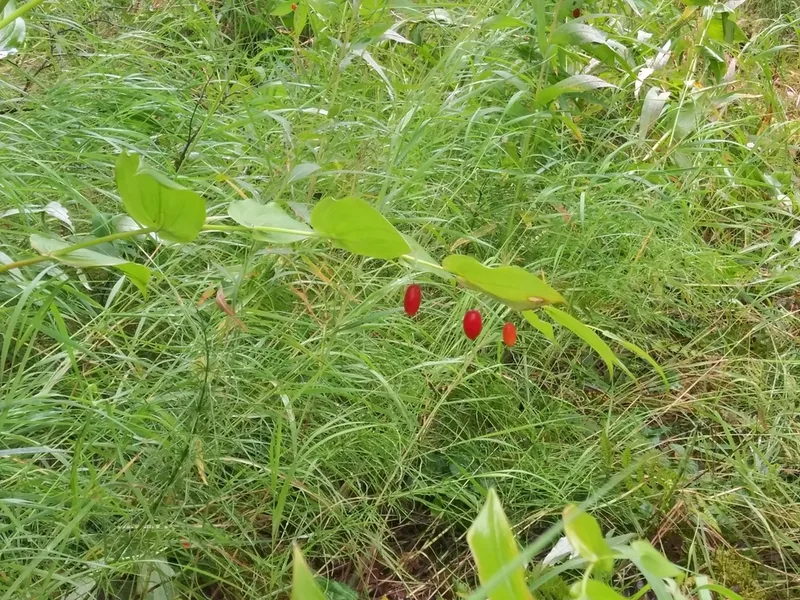 white twisted-stalk