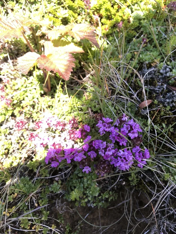 Mother of Thyme