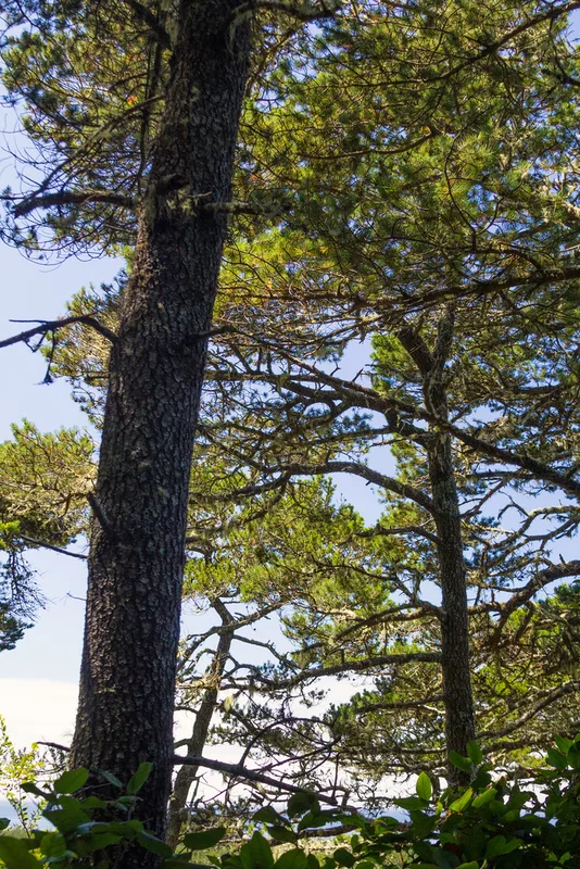 lodgepole pine