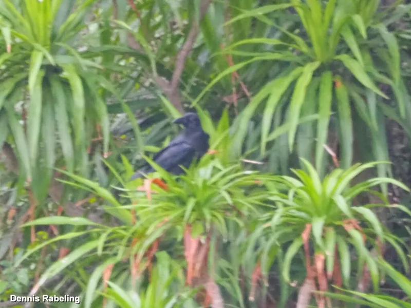 Large-billed Crow