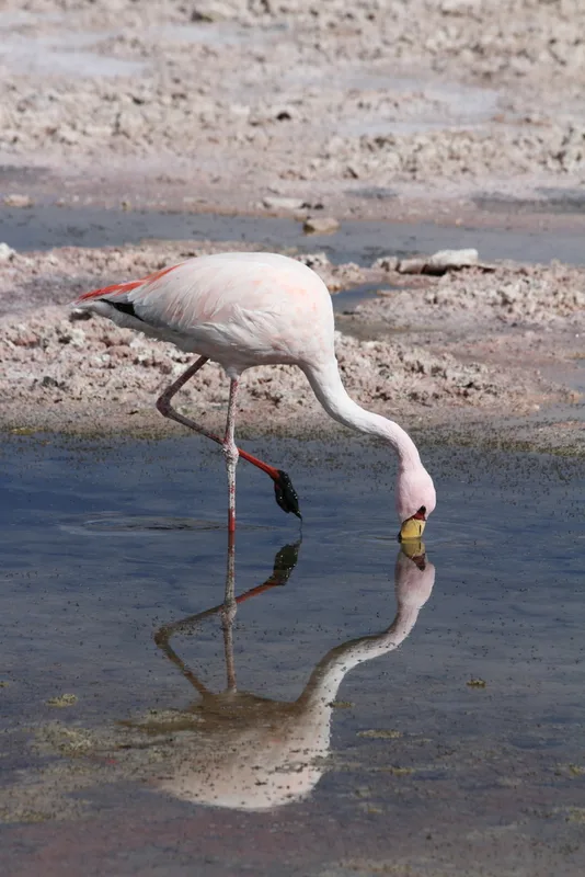James's Flamingo