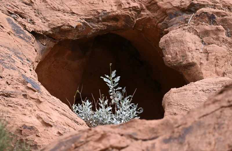 Brittlebush