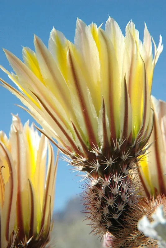 Texas rainbow cactus