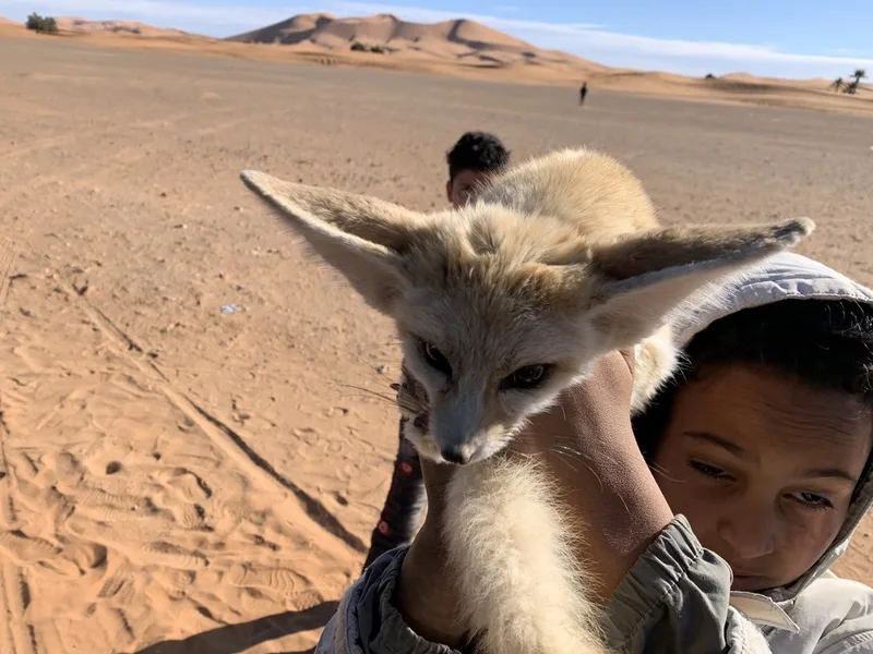 Fennec Fox