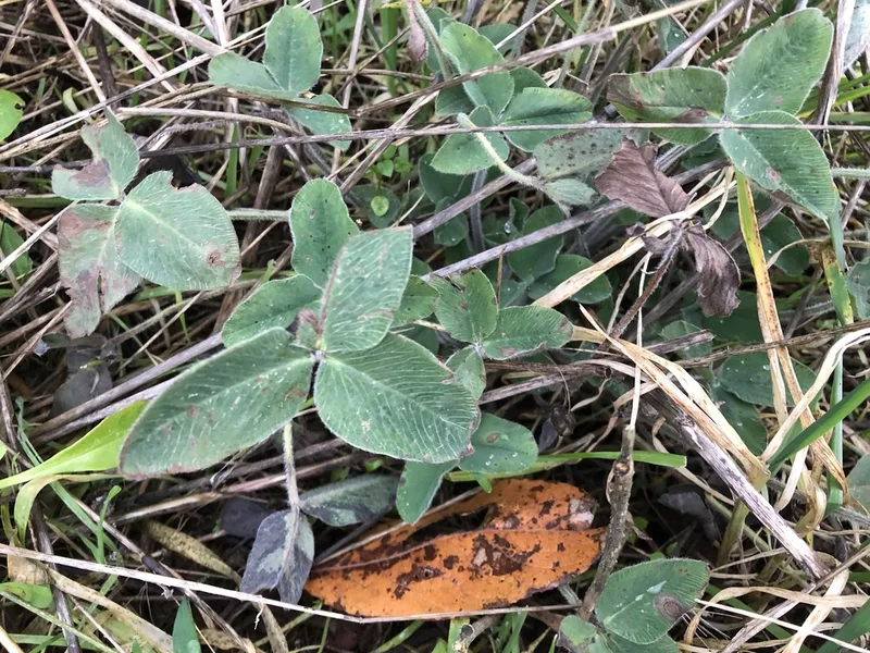 Red Clover