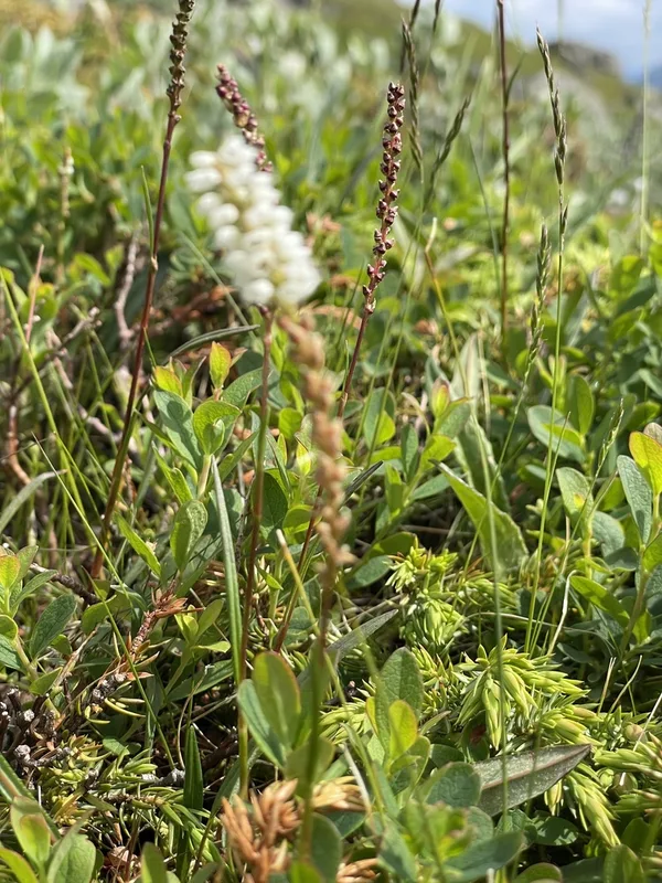 alpine bistort