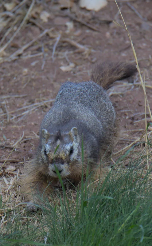 Yellow-bellied Marmot