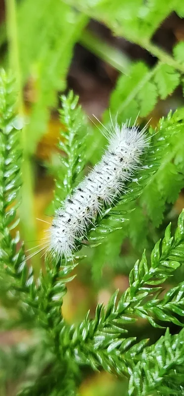 Hickory Tussock Moth